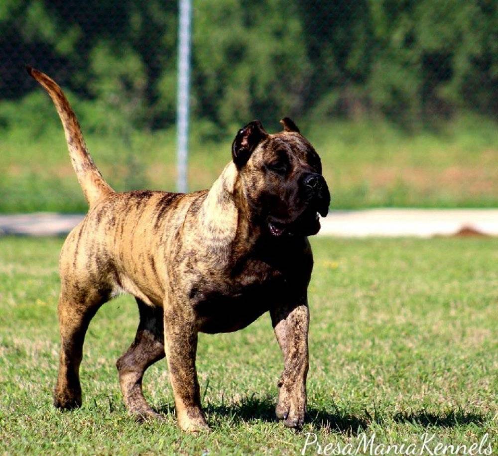 Канарский дог собака. описание, особенности, уход и цена канарского дога
