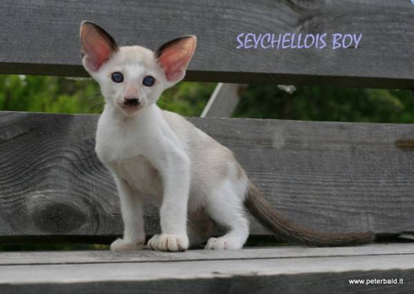 Анатолийская кошка: фото, описание породы, характер, достоинства и недостатки, сколько стоит