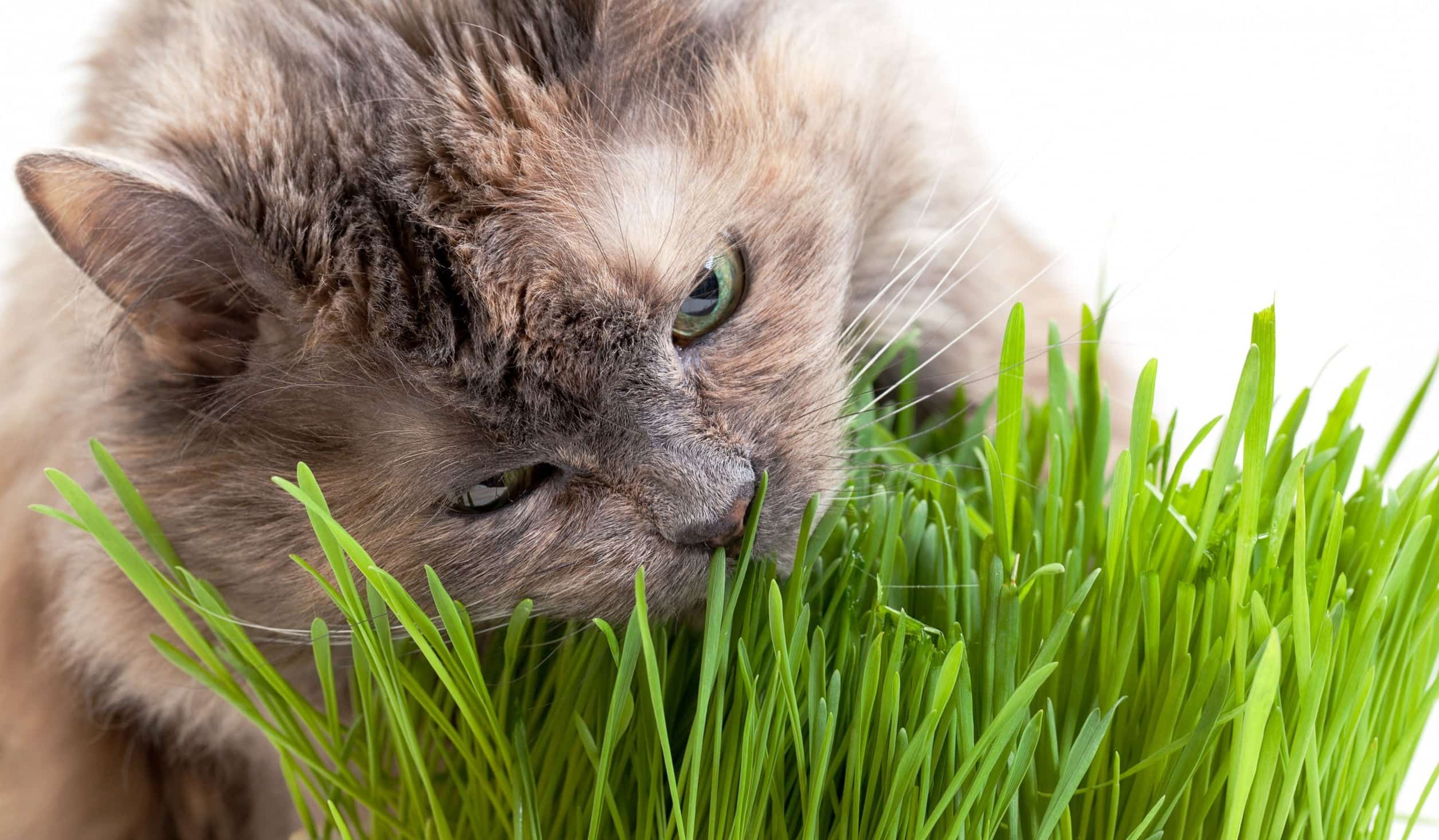 Вегетарианство в мире кошачьих: зачем кошки едят траву?