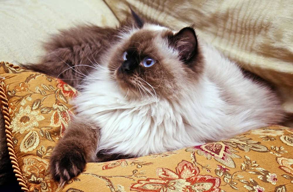 Гималайские кошки: фото, описание породы, характер, особенности содержания и ухода
