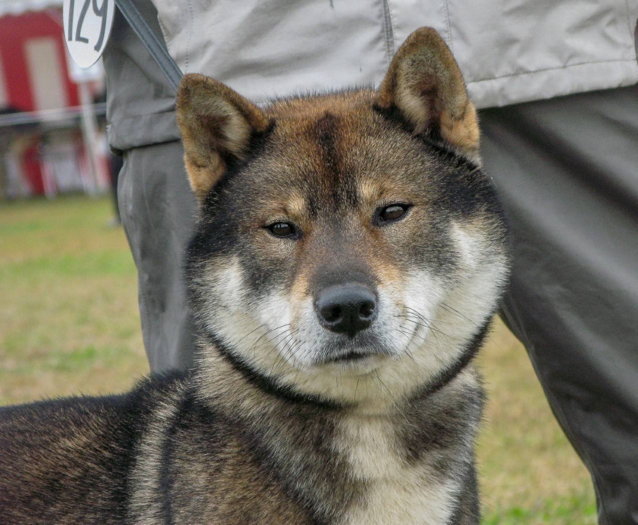Сикоку — редкая порода собак, выведенная в японии. сикоку ину (коти кэн) описание породы