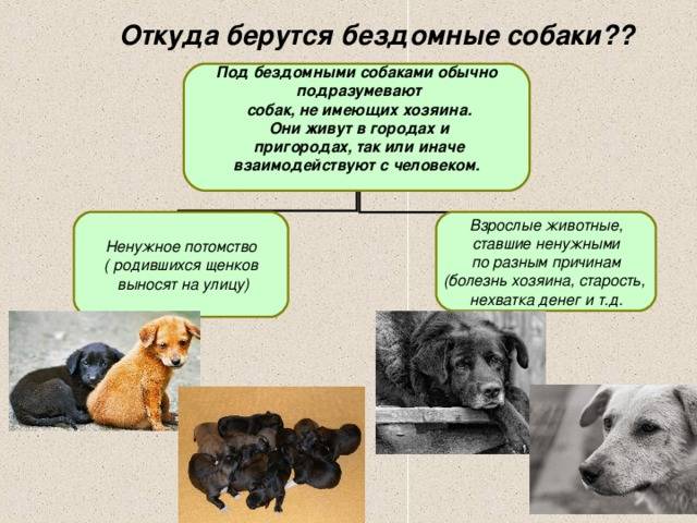 «не оставляй меня на даче!»: как помочь брошенной собаке или кошке | милосердие.ru