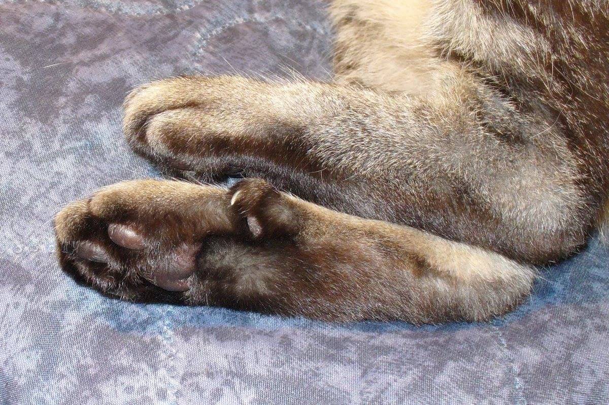 Сколько пальцев у кошки: на задних лапах, на передних лапах, что считать нормой?