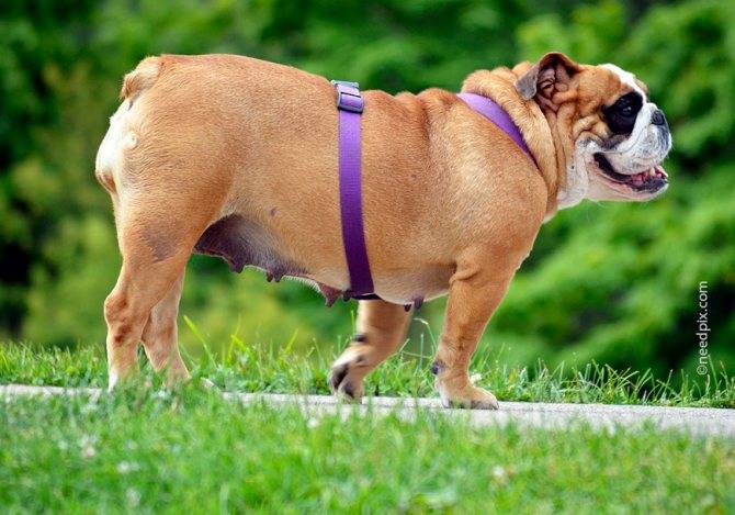 Диеты для собак при ожирении: виды диет, продукты, корма