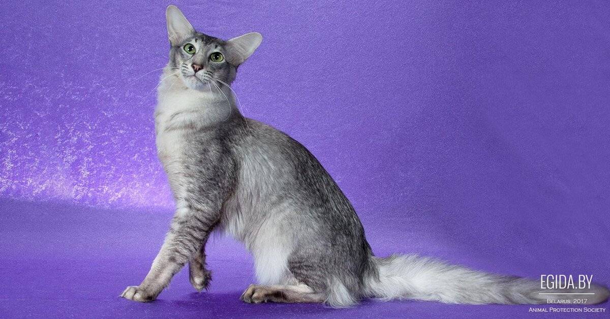 Яванская кошка (яванез): 11 фото, описание внешнего вида и характера породы