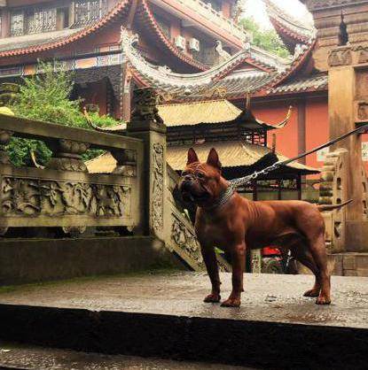 Китайский бульдог чунцин: фото, описание и характеристики породы собак, содержание и уход