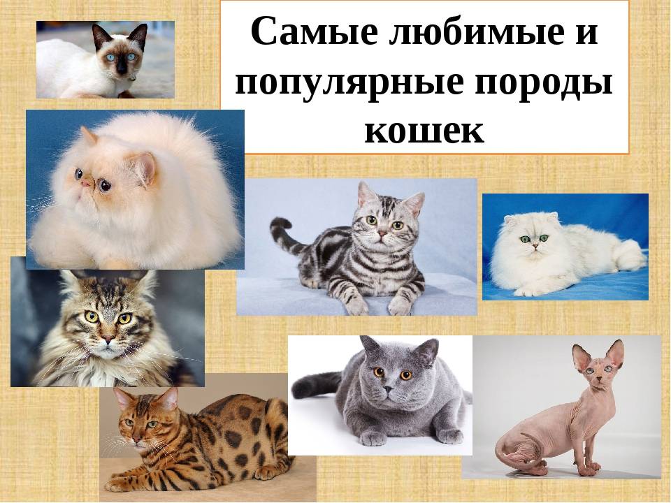 Какие породы кошек бывают: название редких котов, классификация по длине и типу шерсти, окрасу, виду ушей и хвоста, фотографии