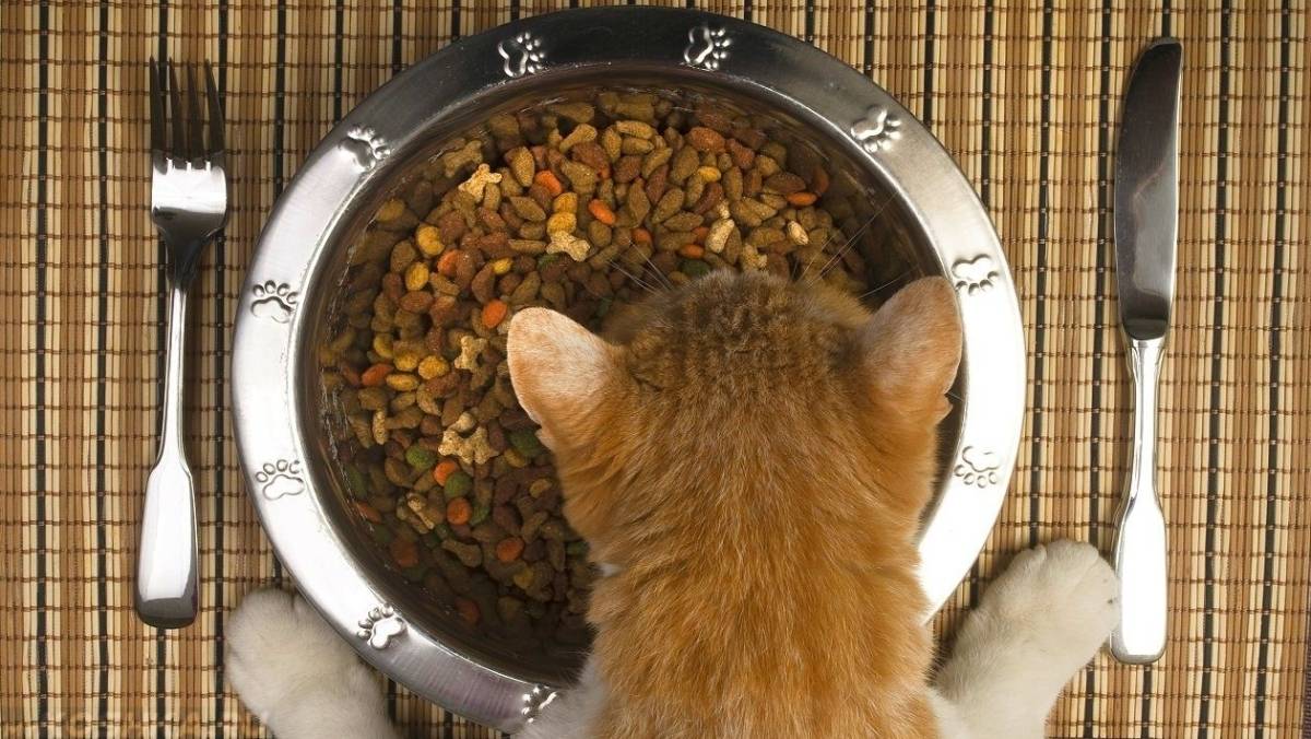 Что делать, если кошке жарко, эффективные методы, летний рацион питания