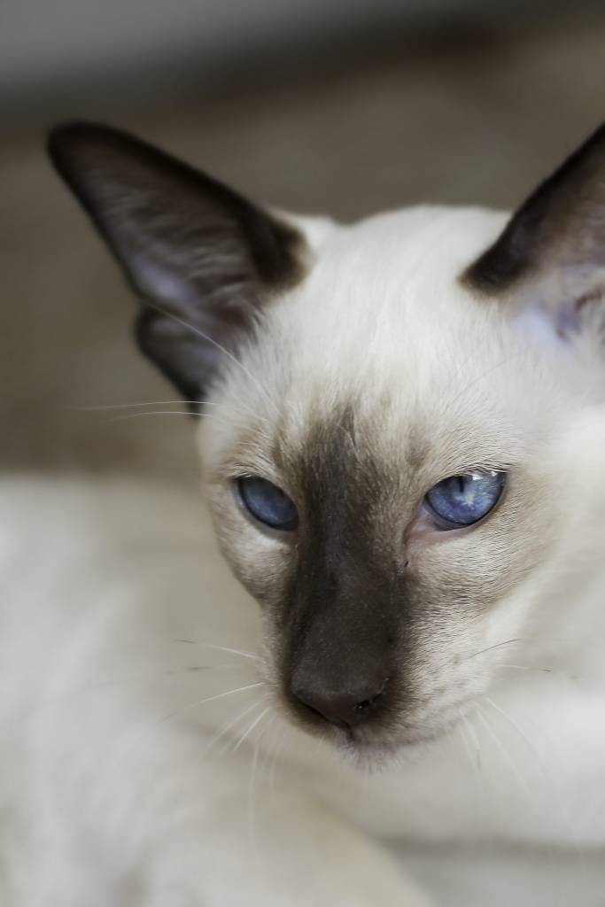 Балинезийская кошка: фото, описание породы, характер, здоровье, уход и содержание