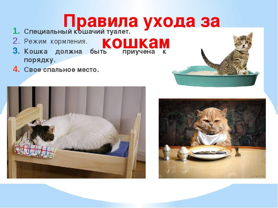 Старение кошки: признаки, чем кормить и как ухаживать | hill's pet