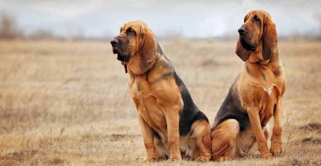 Самые умные породы собак в мире – списки и описания