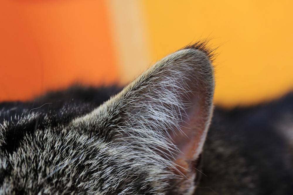 Почему у кошки горячие уши, распространённые причины, видео, советы