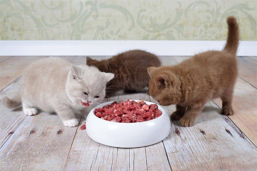 Можно ли кормить кошку сырым мясом и только им