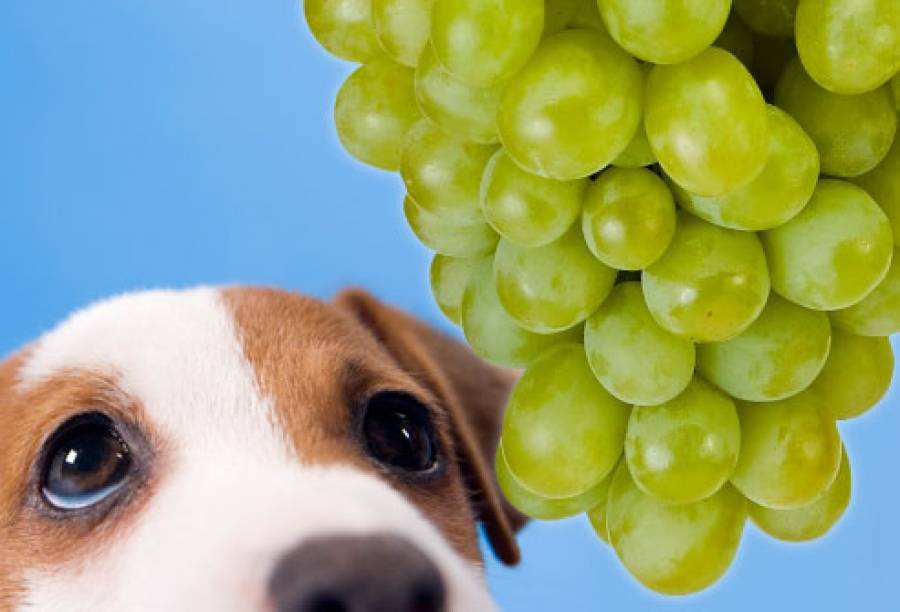 Какие фрукты можно давать собакам? 23 фото почему нельзя давать щенку виноград? можно собакам есть сухофрукты?
