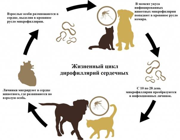 Можно ли заразиться глистами от кошки: какие паразиты передаются человеку от животного