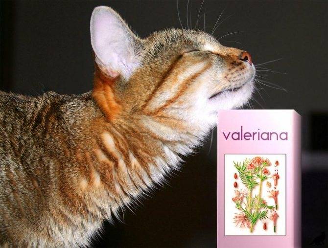 Почему кошки любят валерьянку: полезна ли она
