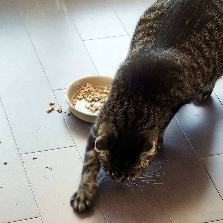 Почему кошки закапывают еду, что это значит, как отучить загребать миску с кормом