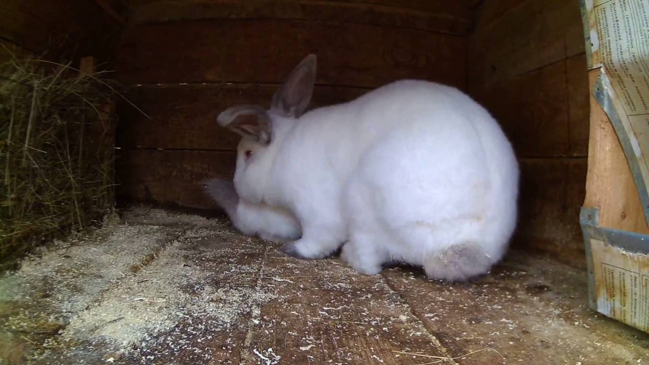 Как происходит спаривание и размножение кроликов?