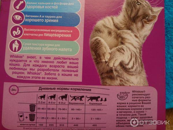Питание кошек сухим кормом: правила, рекомендации владельцам