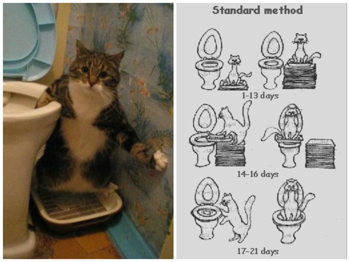 Как приучить кота к унитазу в квартире: достоинства и способы приучения кошки ходить в туалет в сантехнику