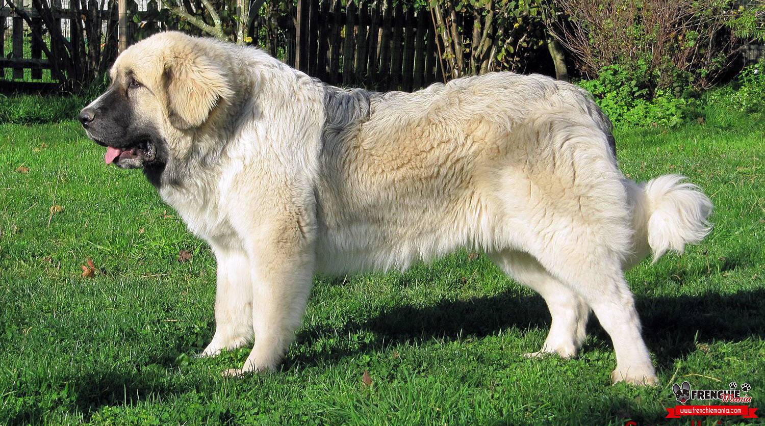 Тибетский мастиф собака. описание, особенности, уход и цена тибетского мастифа
