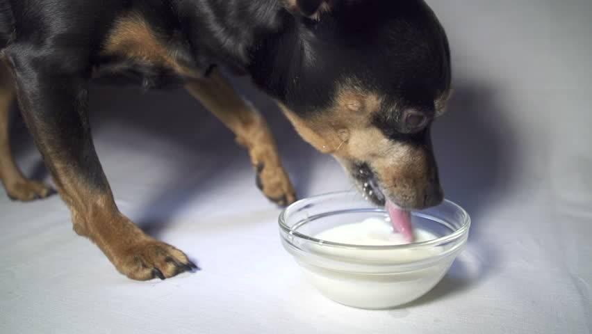 Почему щенок не ест и что делать хозяину