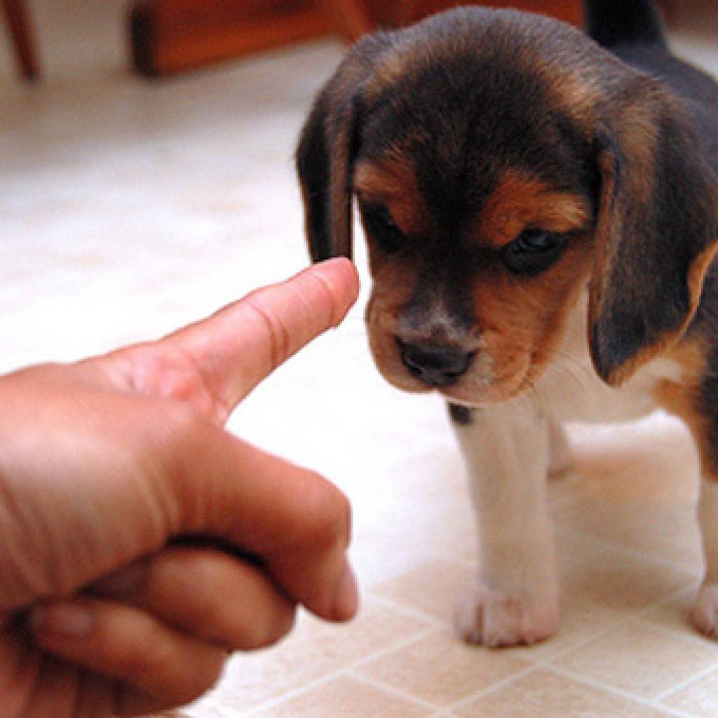 Срыгивание у собаки: стоит ли обращаться к ветеринару
