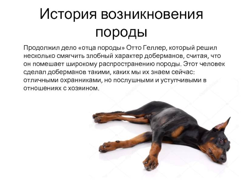 Немецкий пинчер: описание породы собак с фото и видео