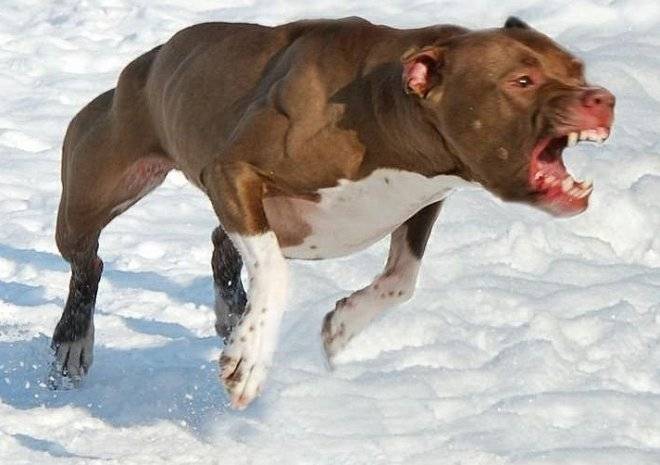 Какие породы собак самые опасные для человека? | блог ветклиники "беланта"