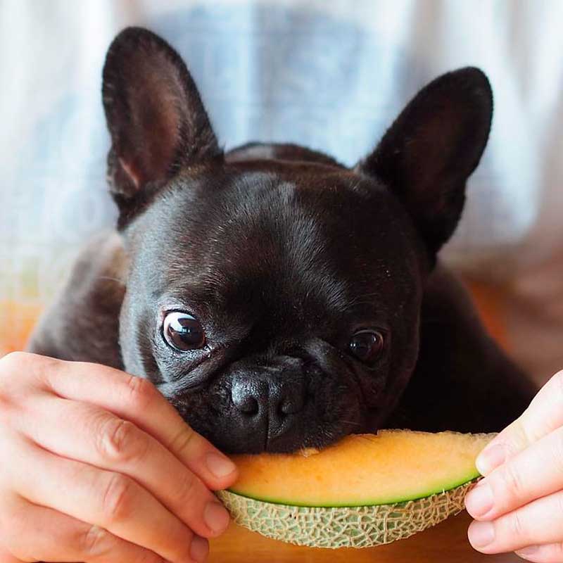 Чем кормить французского бульдога: все о питание собаки (фото)