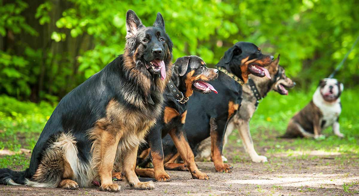 Охранные породы собак: виды, выбор и дрессировка