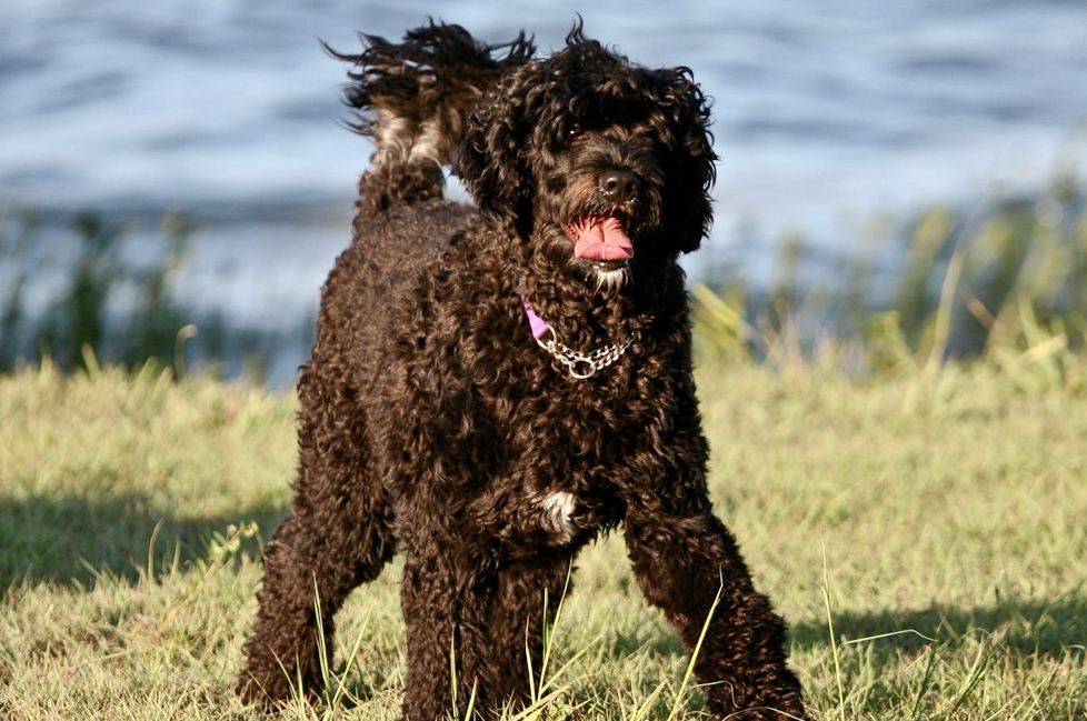 Португальская водяная собака: 95 фото и видео описание стандартов породы