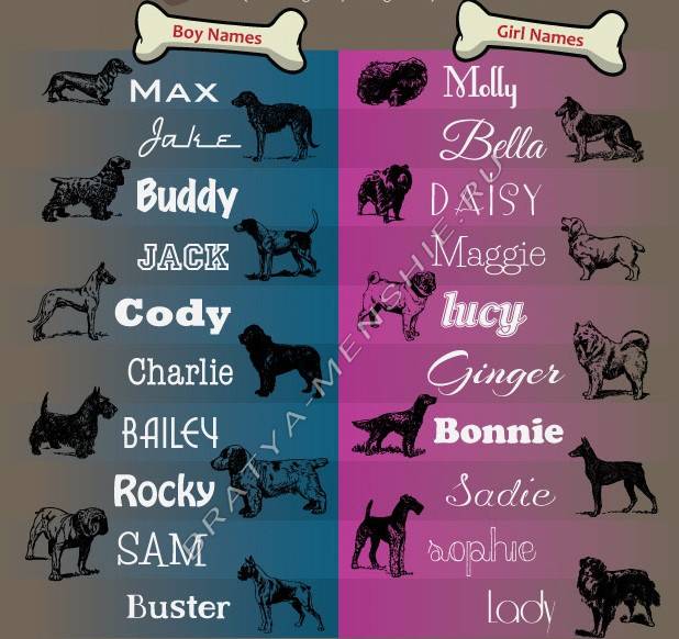 Английские клички для собак, имена для щенков мальчиков и девочек с переводом.