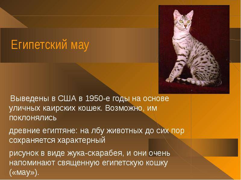 Кошка египетская мау: фото породы, описание, характер и повадки, как выбрать котят, отзывы владельцев