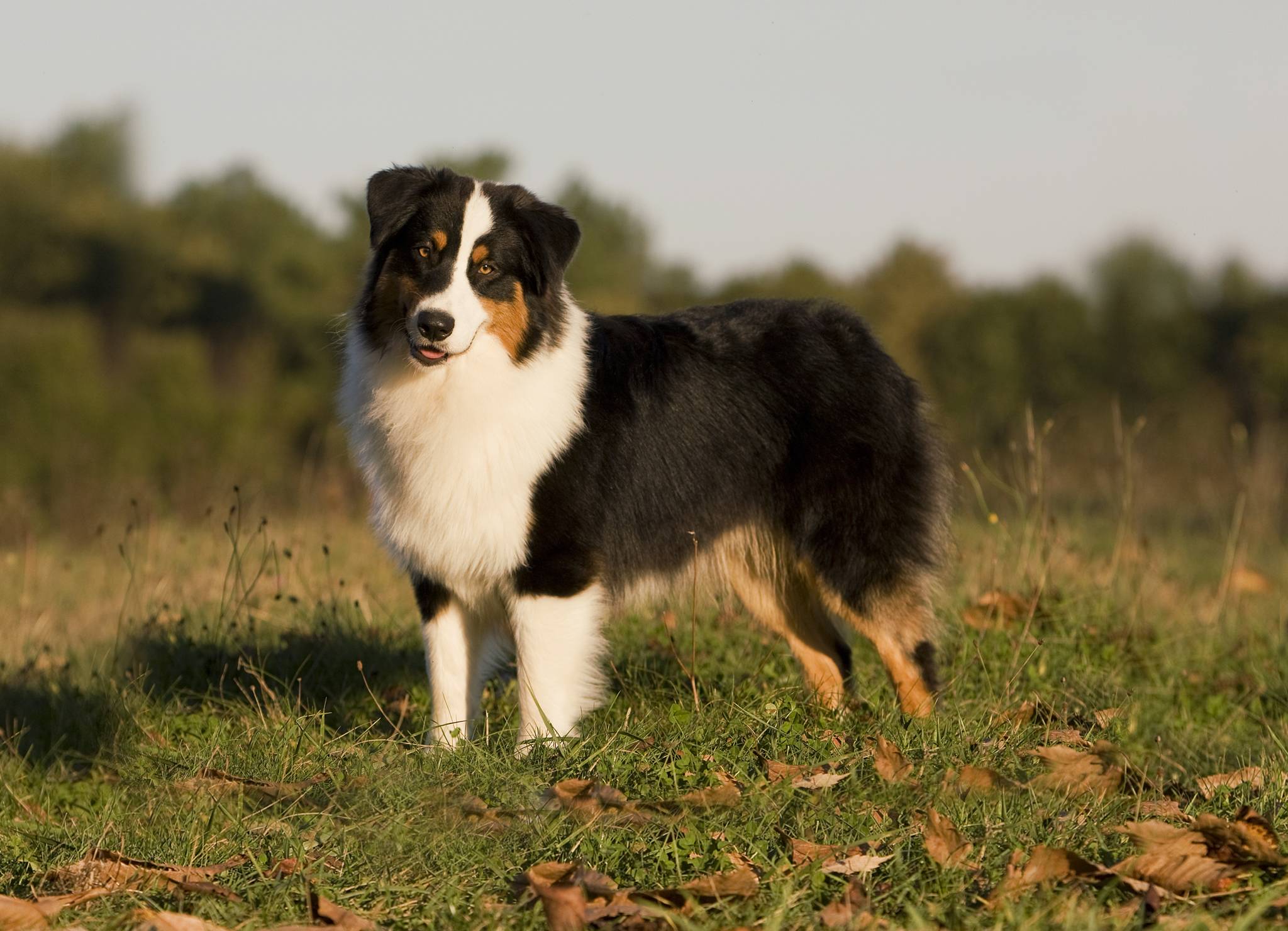 Австралийская овчарка: фото, описание породы | собаки мира