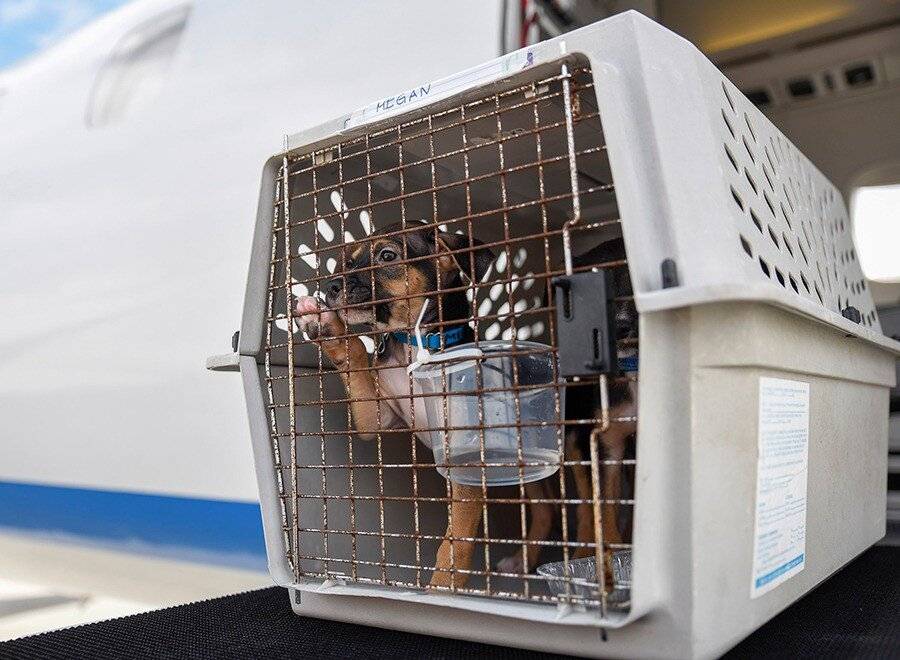 Как отправить животное в самолете без хозяина так, чтобы оно не пострадало