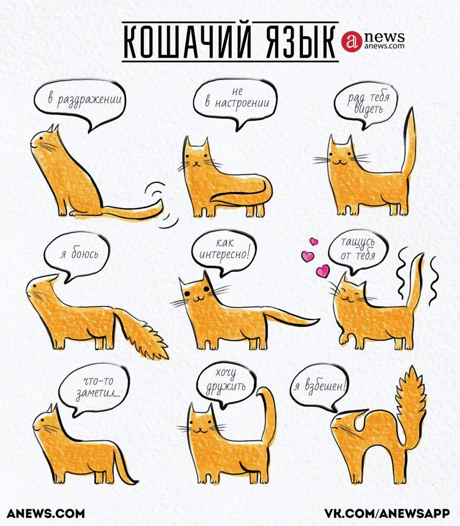 Кошачий язык: как понять кошку, краткий словарь переводчик, как ответить