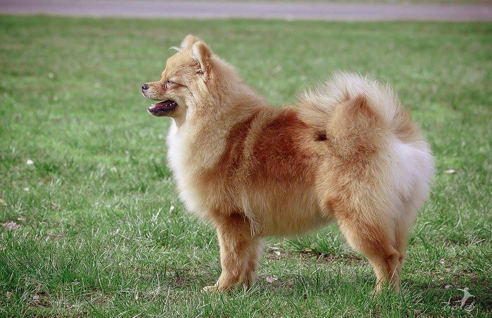 Немецкий малый шпиц (кляйншпиц) собака: фото, цена, характер