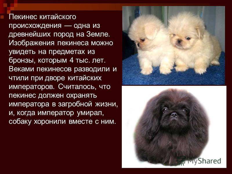 Собаки породы пекинес: здоровье, особенности содержания | блог ветклиники "беланта"