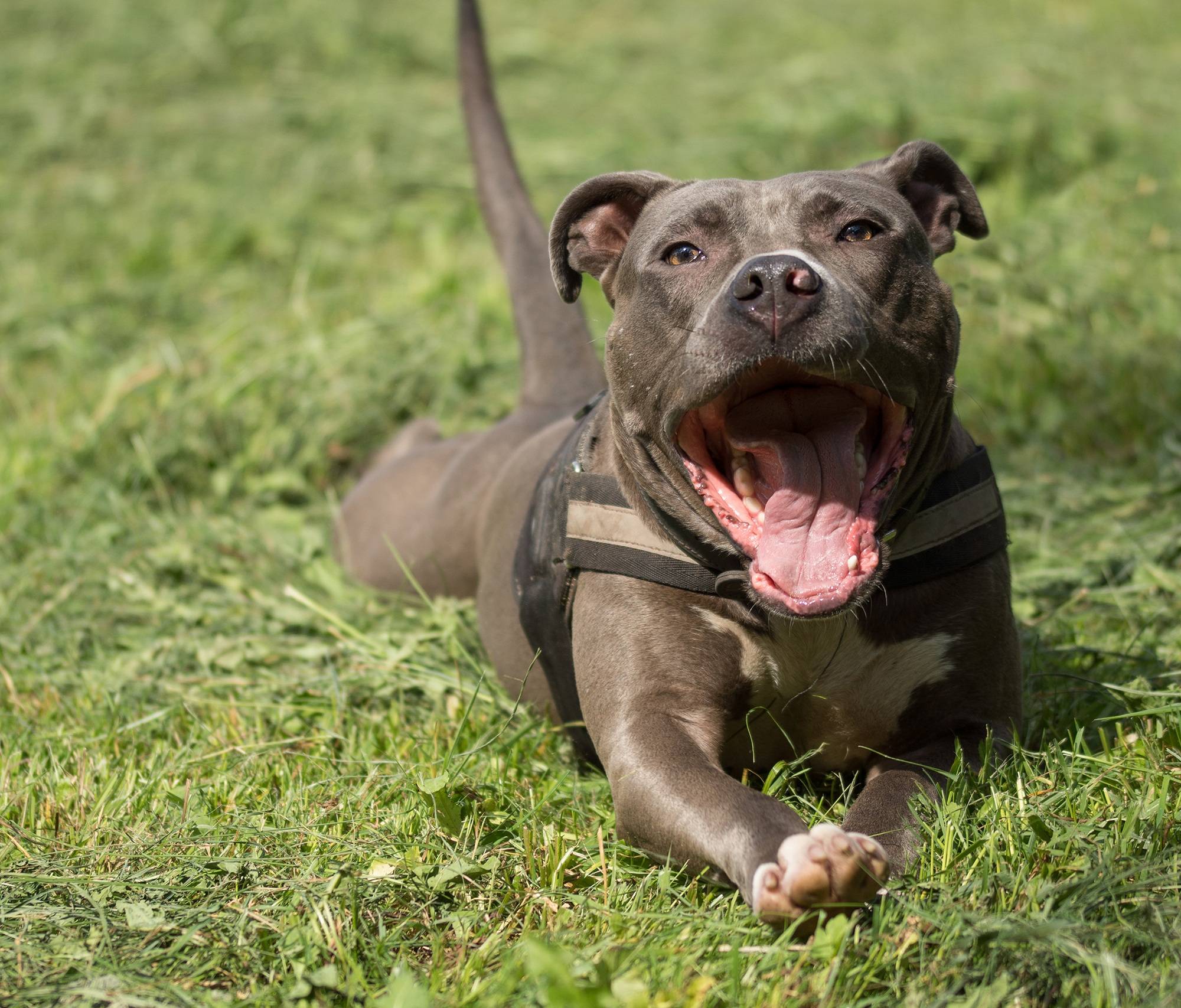 Самые агрессивные породы собак в мире: топ-10 | названия с фотографиями
