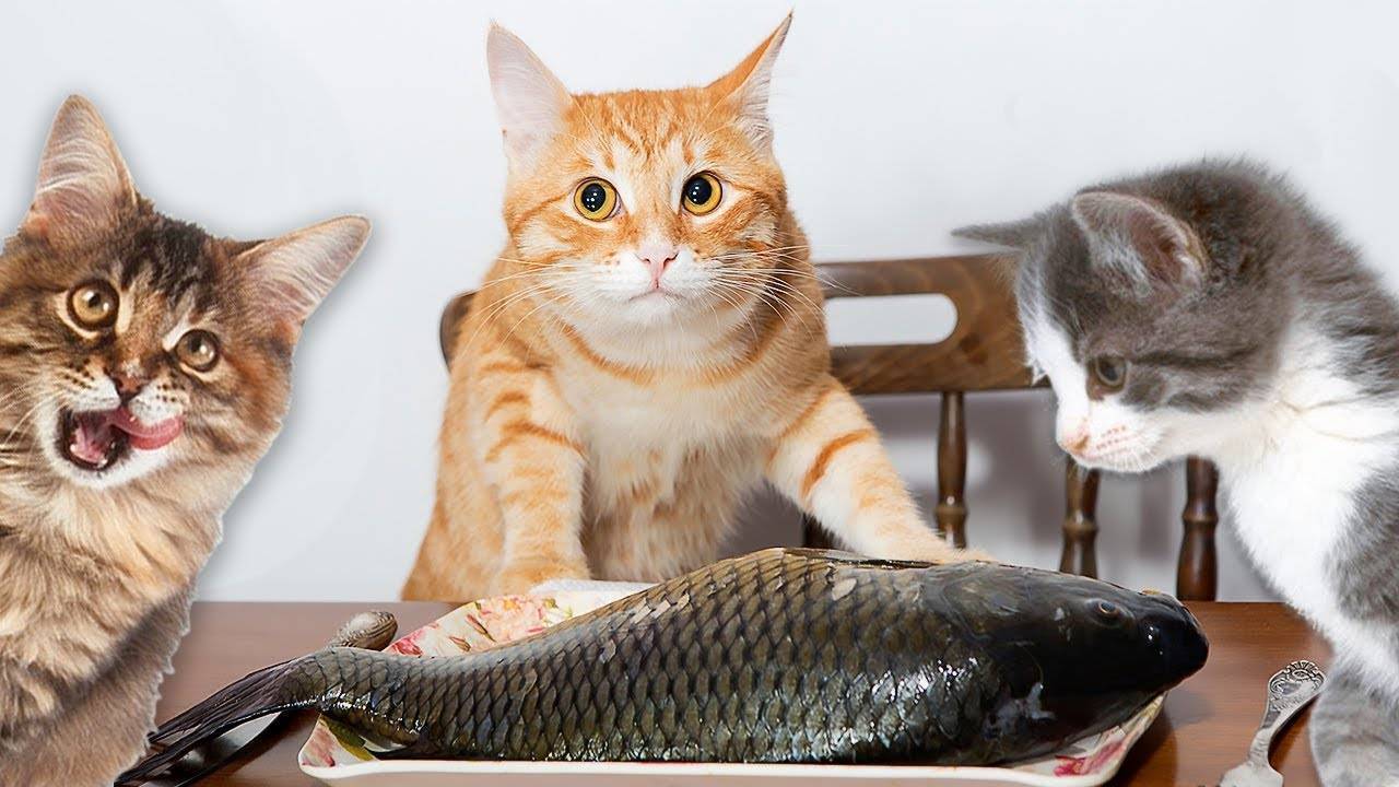 Можно ли кормить кошку рыбой: сырой, вяленой