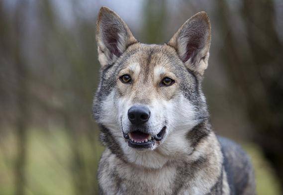 Волчья собака сарлоса: правила ухода и содержания