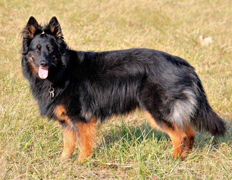 Ходская собака (чешская пастушья собака): обзор породы с фото, видео