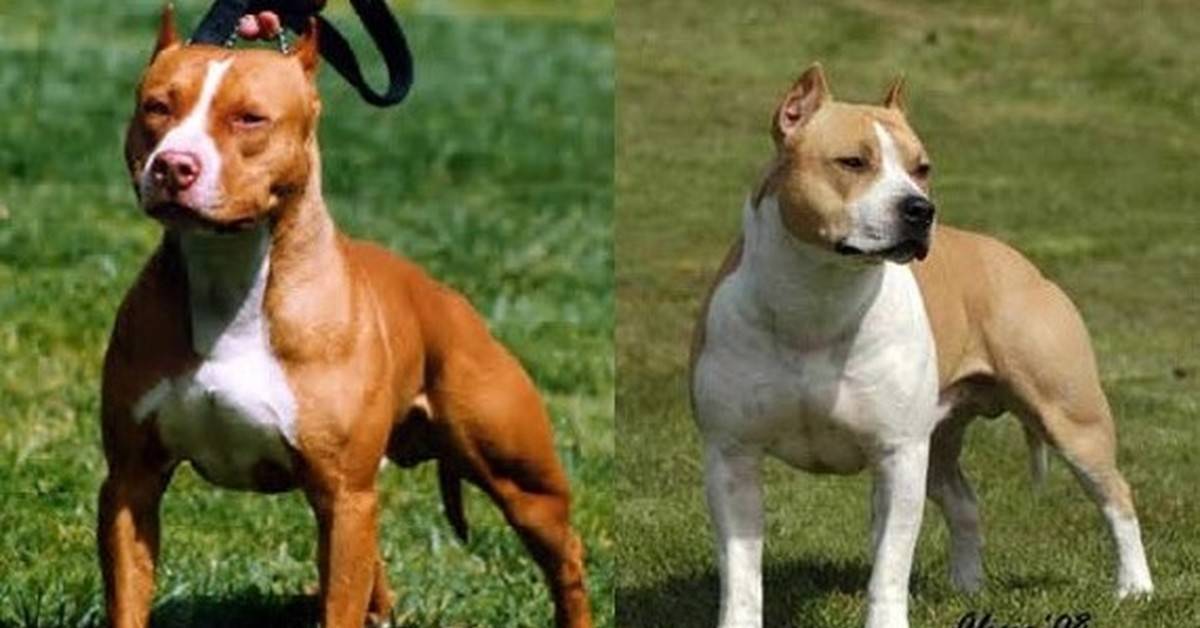Стаффордширский терьер: все о собаке, фото, описание породы, характер, цена