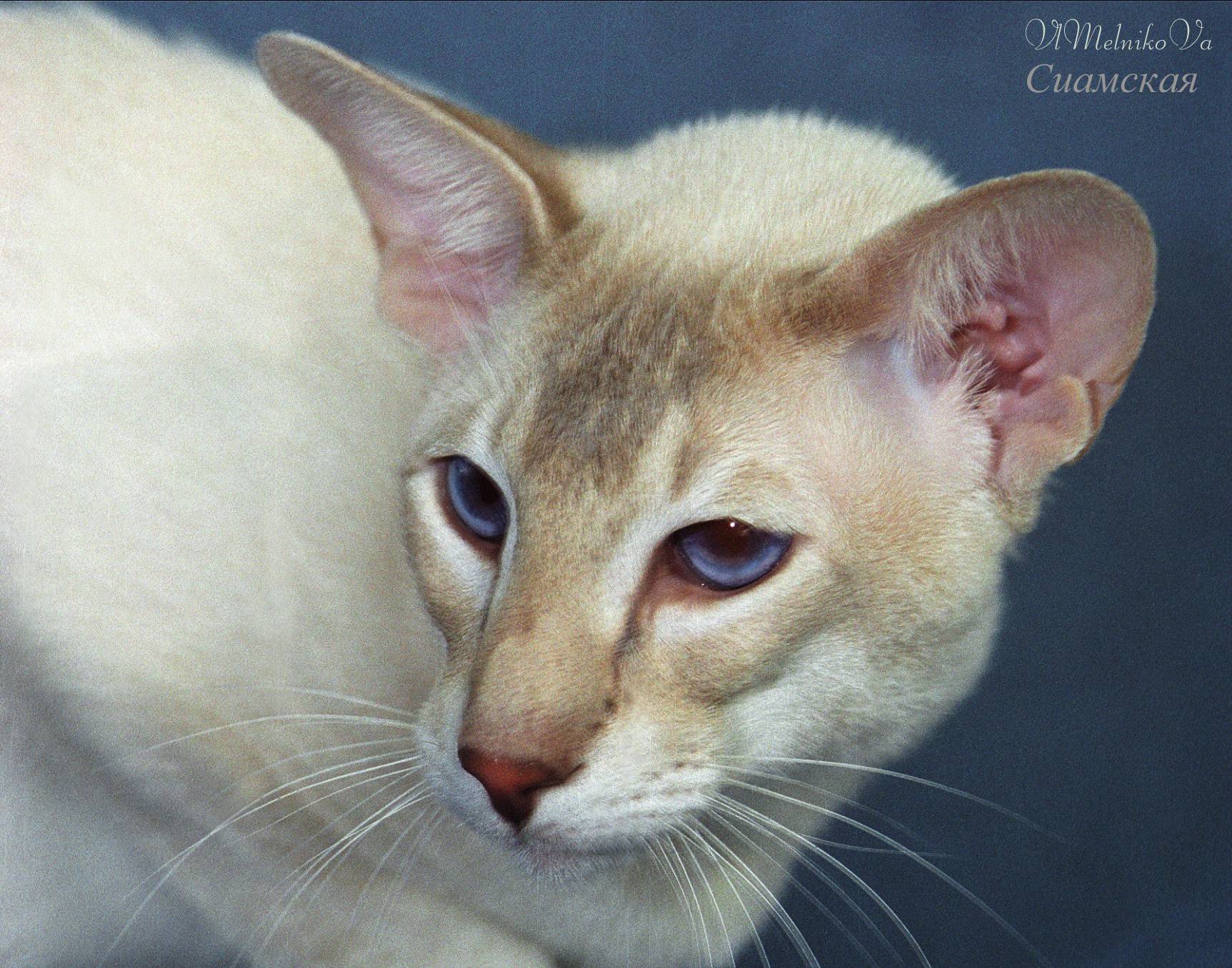 Цейлонская кошка: описание породы, фото и видео материалы, отзывы о породе