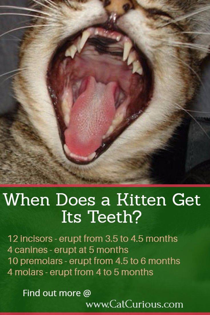 Перелом нижней челюсти у кошек. ветеринарная клиника "зоостатус"