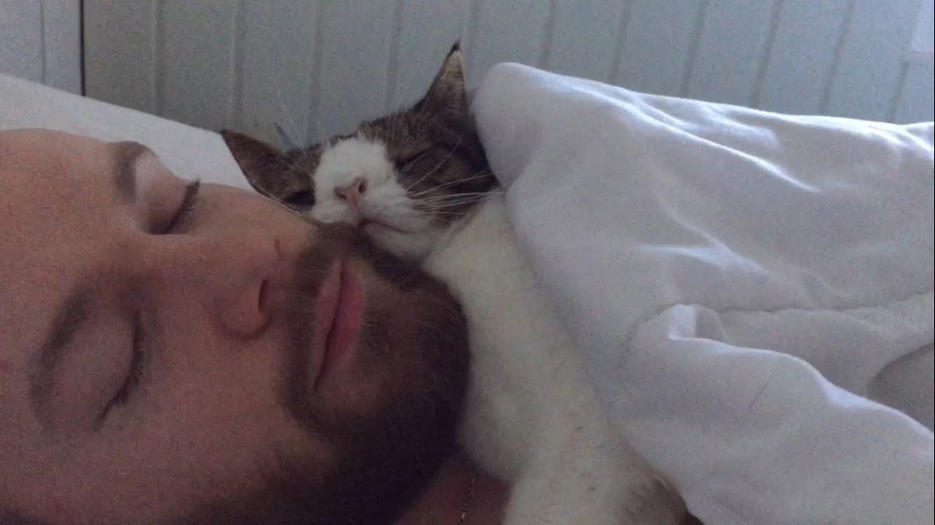 Если кошка спит на кровати хозяина: что гласит примета : мозаика на портале newsland