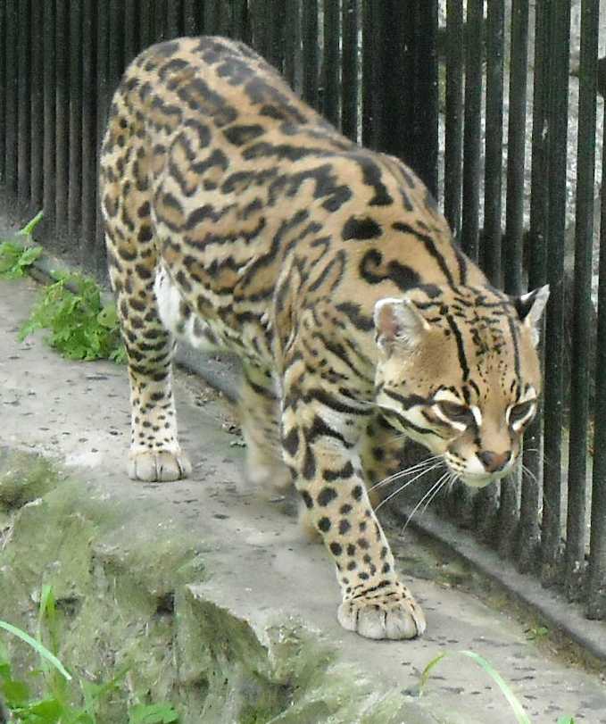 Бенгальский леопардовый кот: особенности породы, уход и цена за котенка