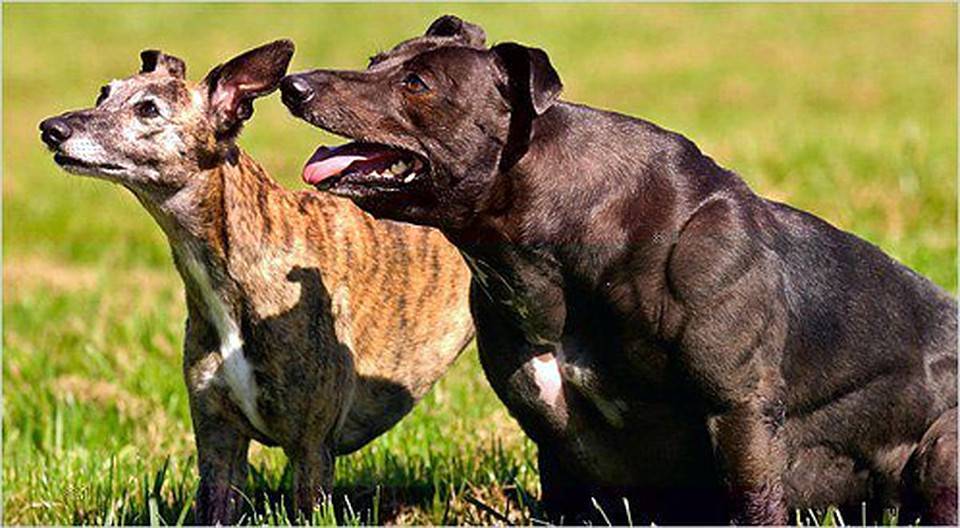 Топ 8 самых опасных собак в мире, с которыми лучше не связываться: новости, животные, собаки, животное, собака, порода, породы, домашние животные