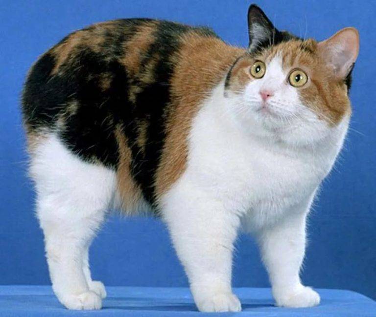 Хищные и добрые: название и описание пород бесхвостых кошек